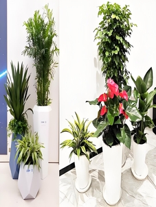 镇海花木租摆，开启让环境瞬间焕发生机的奇妙之旅